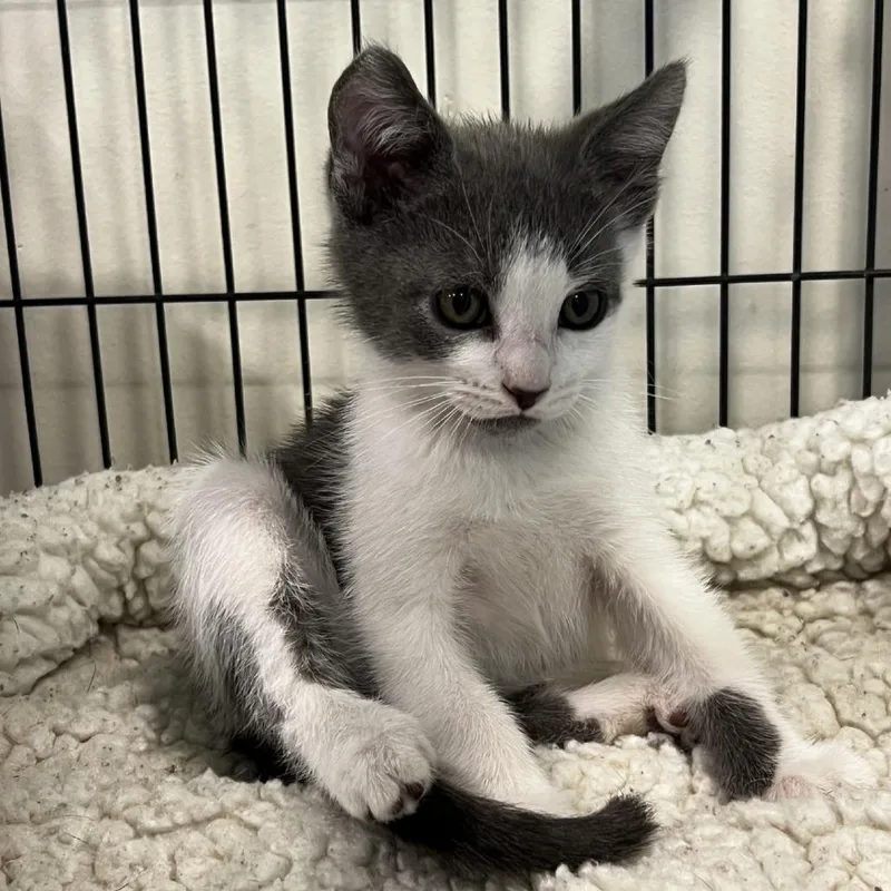 A baby small-sized male Gray / Blue / Silver Domestic Short Hair cat named Leroy for adoption in Port Townsend, WA