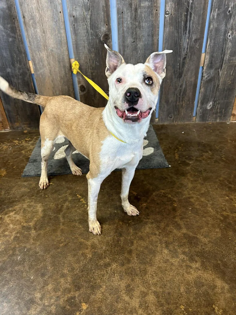 An adult medium-sized female Mixed Breed dog named Helen $ for adoption in Milwaukee, WI