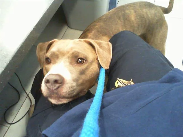 An adult large-sized female Pit Bull Terrier dog named Miley for adoption in Charlotte, NC