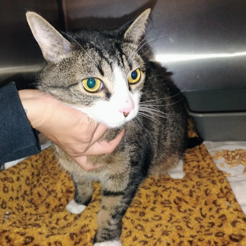 An adult large-sized male Domestic Short Hair cat named Tiger Hill for adoption in Morgan Hill, CA