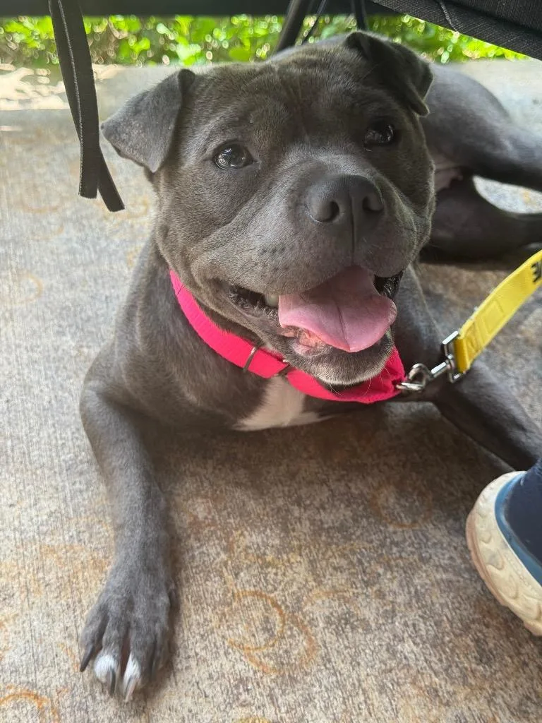 A young medium-sized female Staffordshire Bull Terrier dog named Honey for adoption in Bloomington, IN