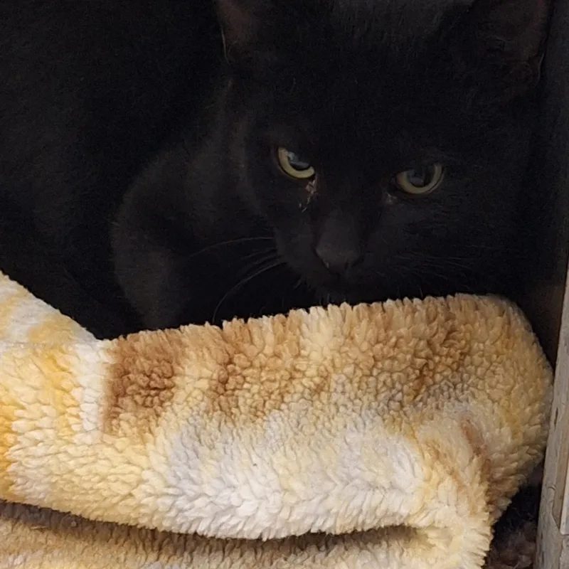 A young small-sized male Black Domestic Short Hair cat named Grim for adoption in Rock Hill, NY