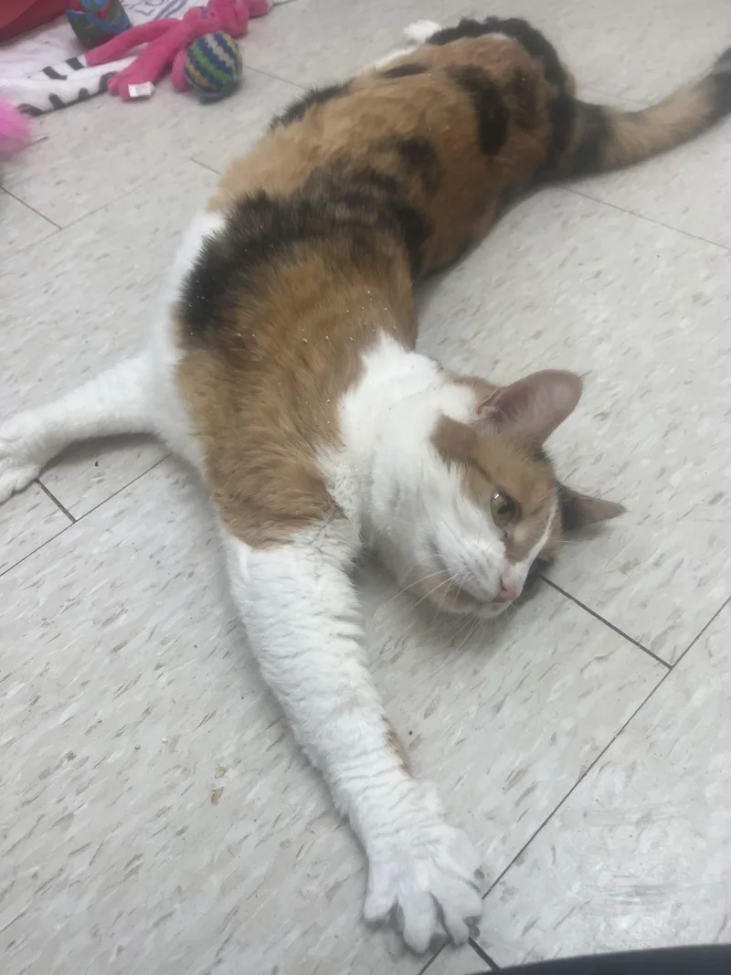 An adult medium-sized female Calico cat named Mustang for adoption in Salem, NH