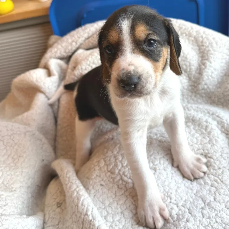 Lord Marcus Anderson