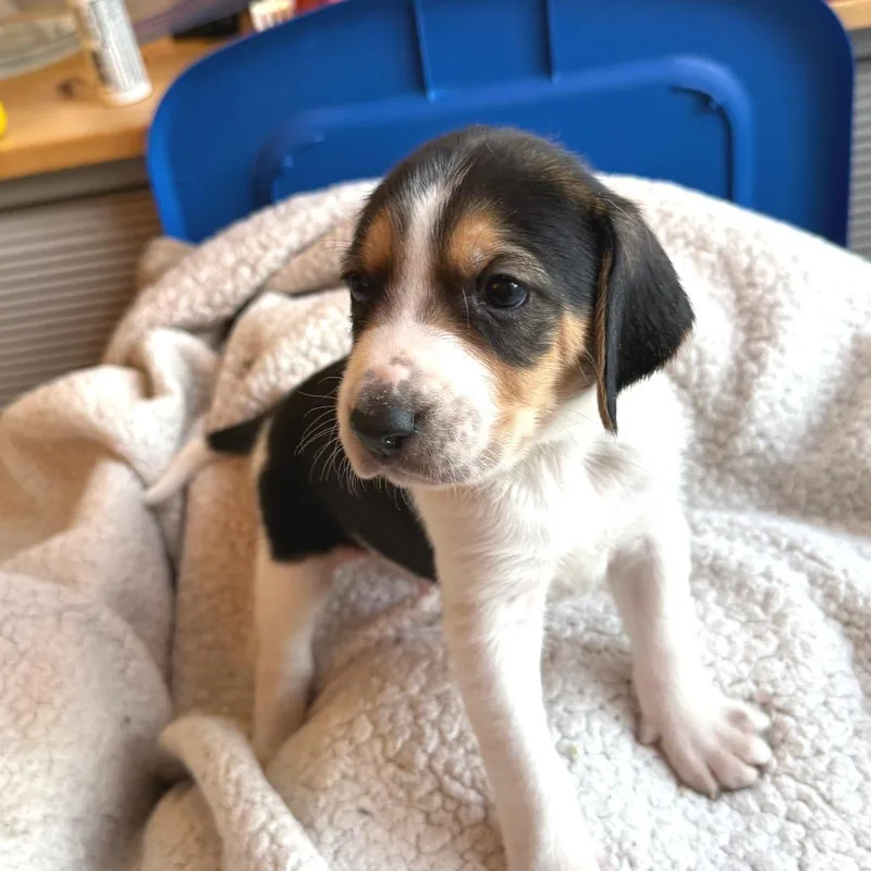 Lord Marcus Anderson thumbnail 2