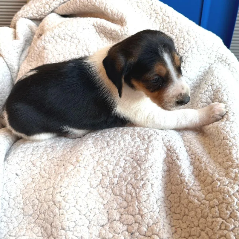 Lord Marcus Anderson thumbnail 3