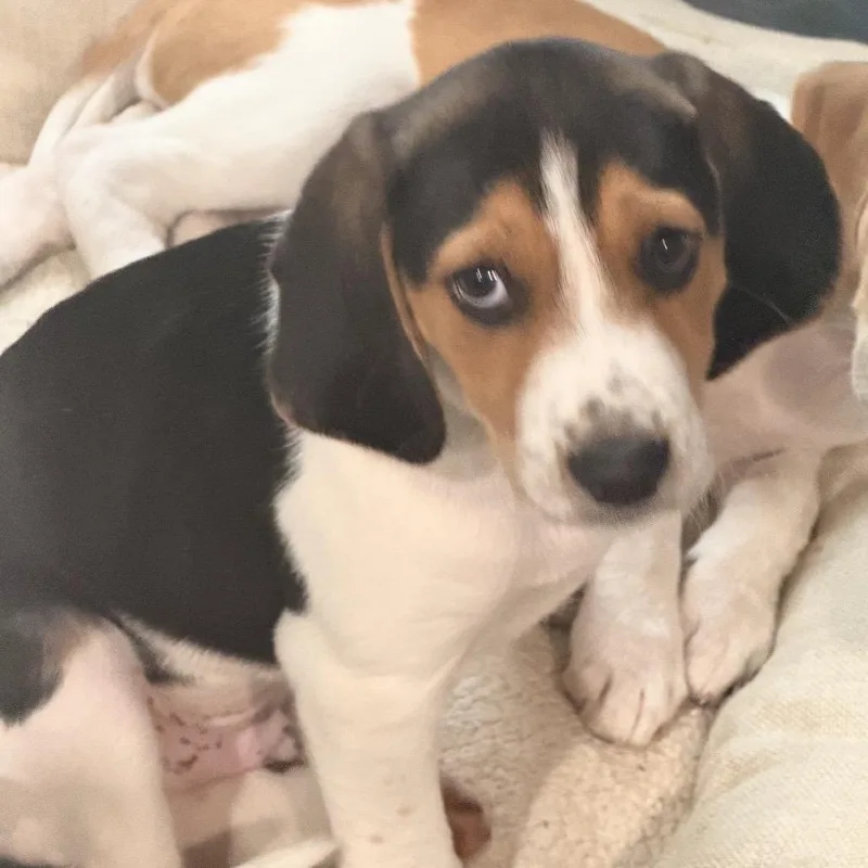 Lord Marcus Anderson thumbnail 4