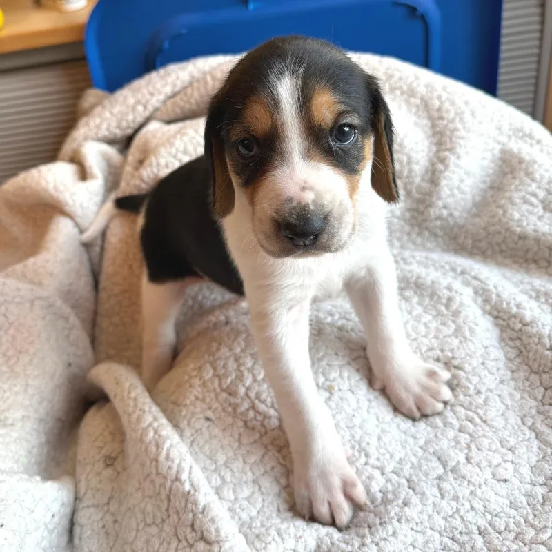 Lord Marcus Anderson thumbnail 5