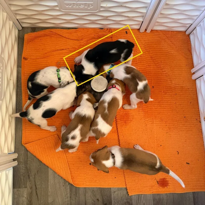 Lord Marcus Anderson thumbnail 6