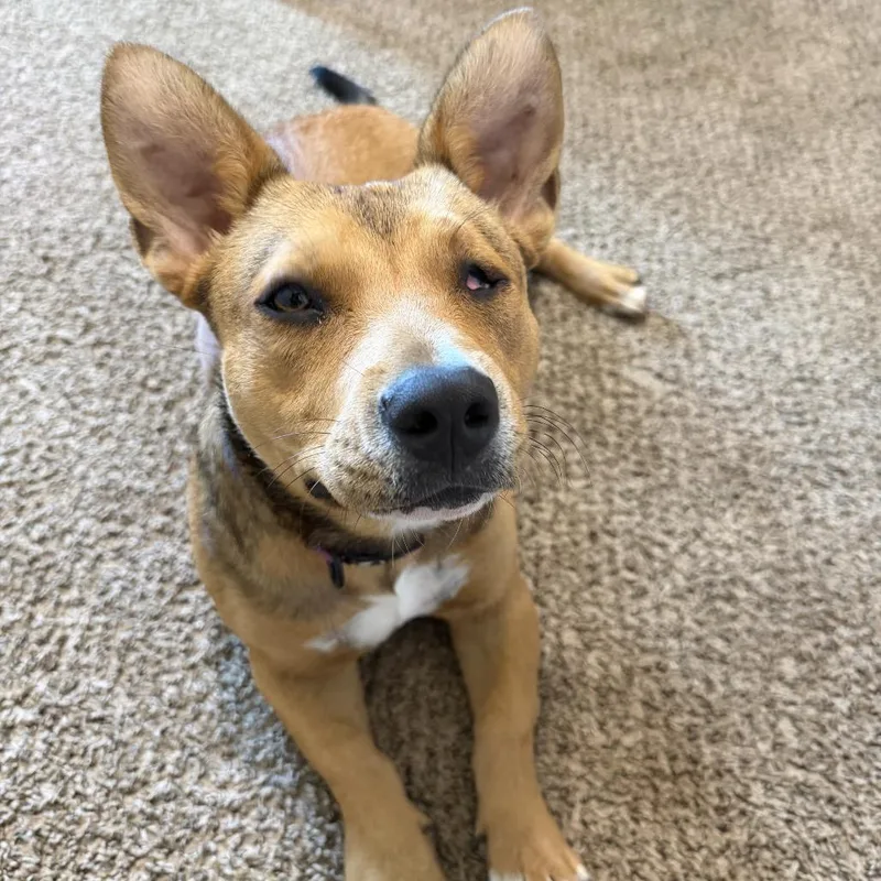 A young small-sized female Cardigan Welsh Corgi dog named Buttons for adoption in Pearsall, TX