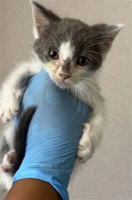 A baby small-sized male Domestic Short Hair cat named Tommy for adoption in San Bernardino, CA