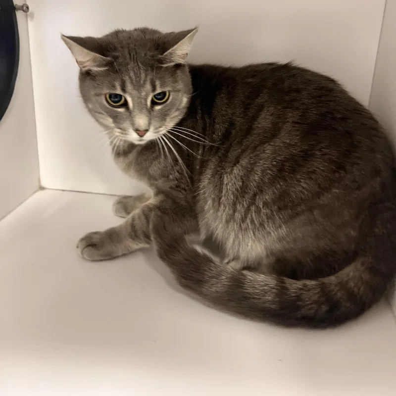 An adult small-sized female Gray / Blue / Silver Domestic Short Hair cat named Mama for adoption in Springfield, OH