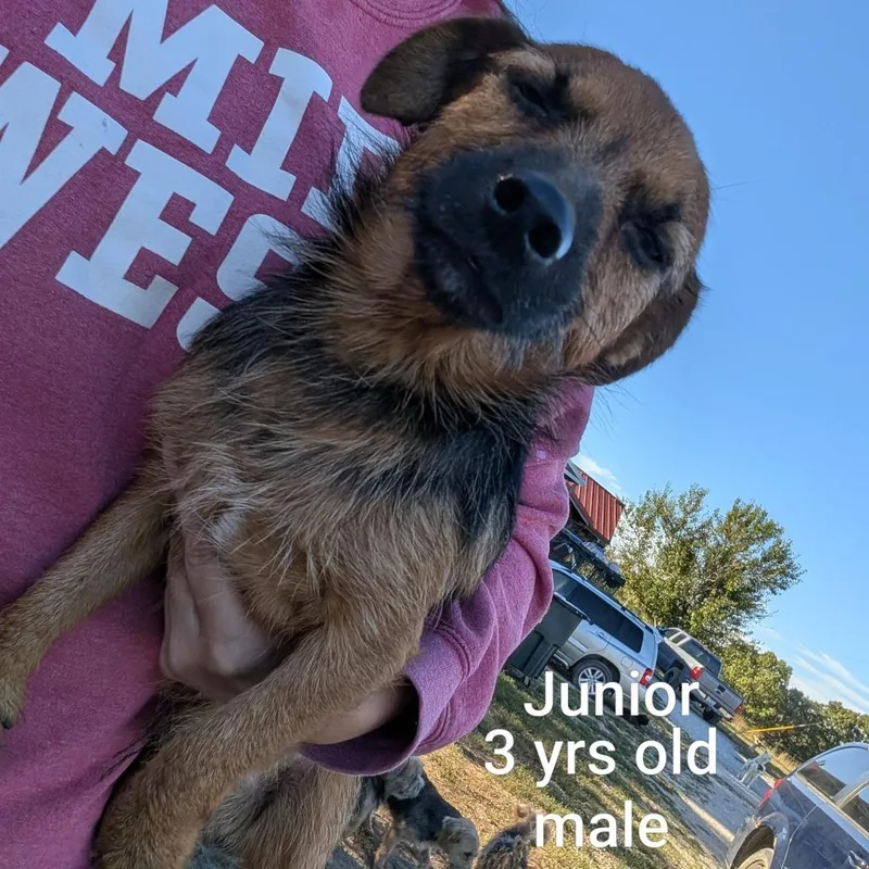 An adult small-sized male Brown / Chocolate Mixed Breed dog named Junior for adoption in West Plains, MO