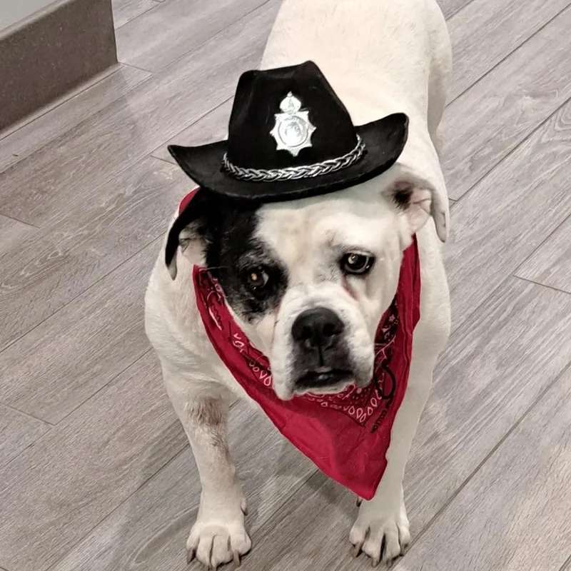 A senior large-sized female White / Cream English Bulldog dog named Roxy for adoption in Calverton, NY