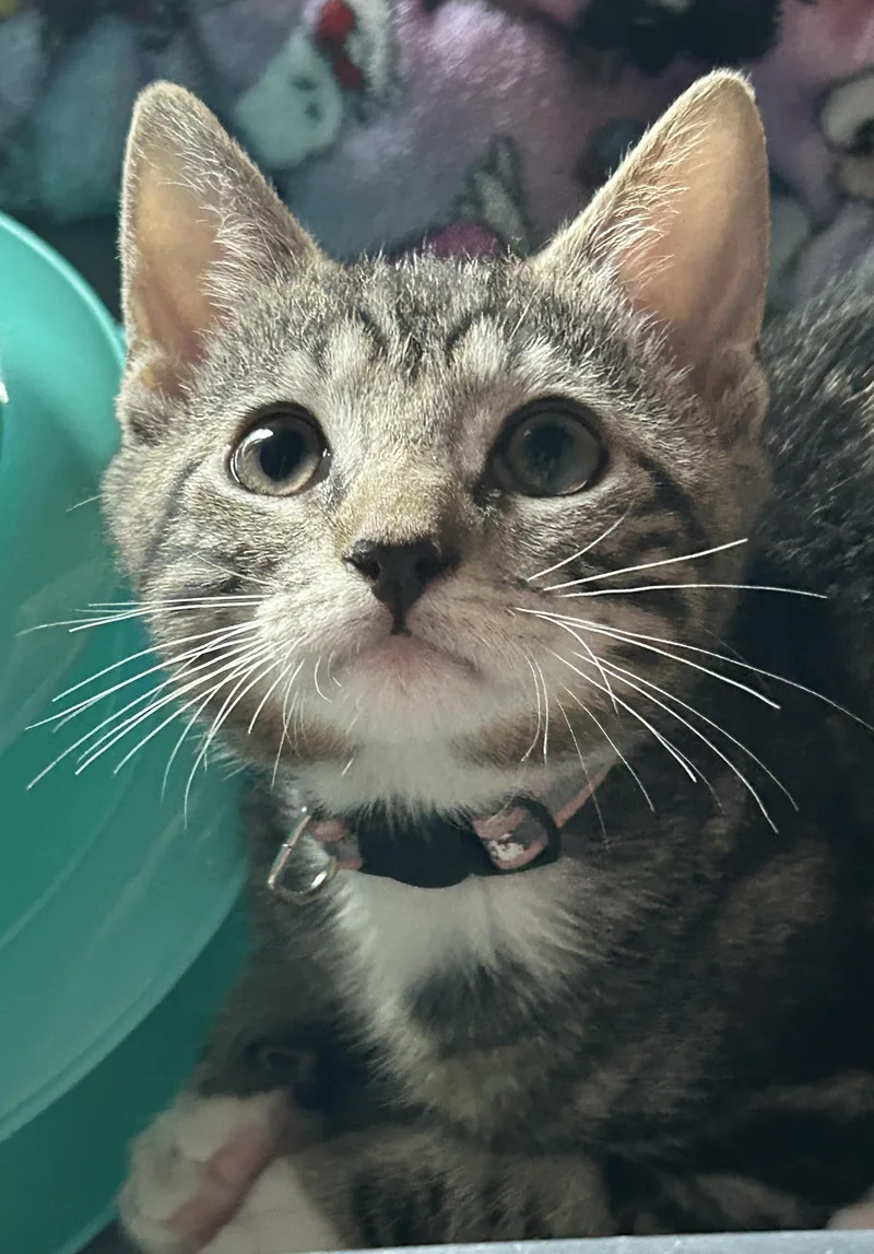A baby small-sized male Domestic Short Hair cat named Fig for adoption in Havertown, PA