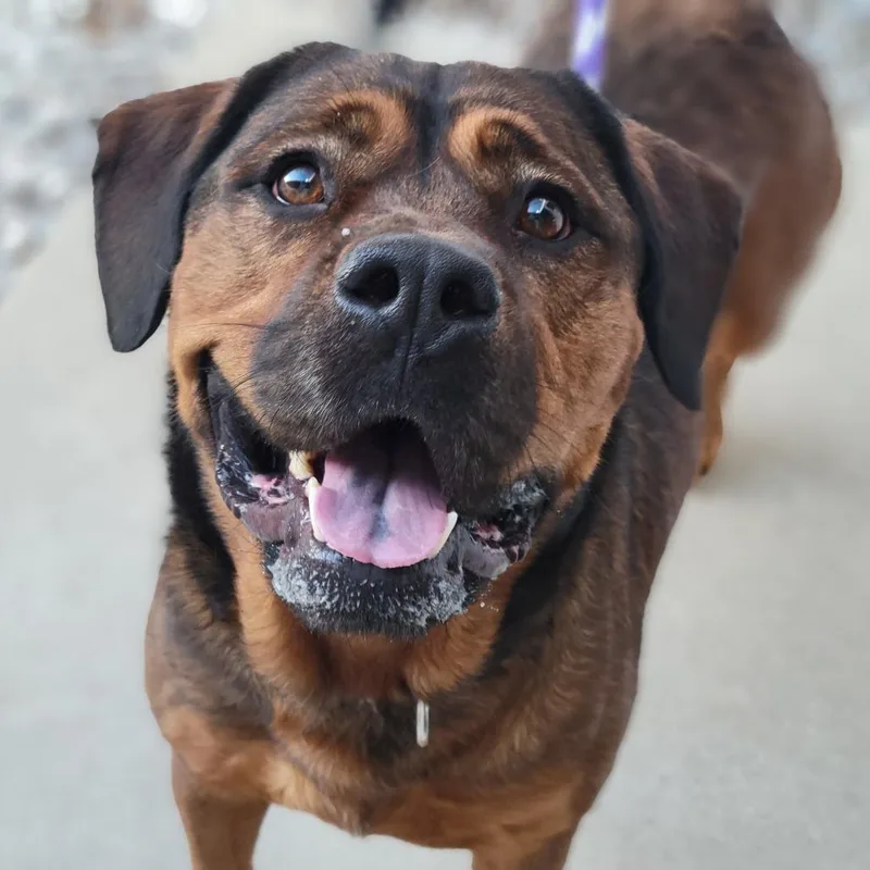An adult large-sized male Red / Chestnut / Orange Mixed Breed dog named Walter for adoption in Sarasota, FL