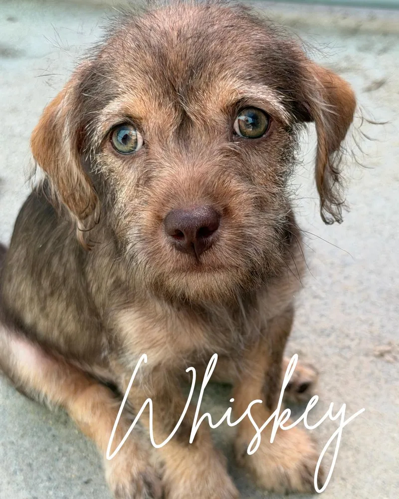 A baby small-sized male Brown / Chocolate Miniature Schnauzer dog named Whiskey for adoption in Herald, CA