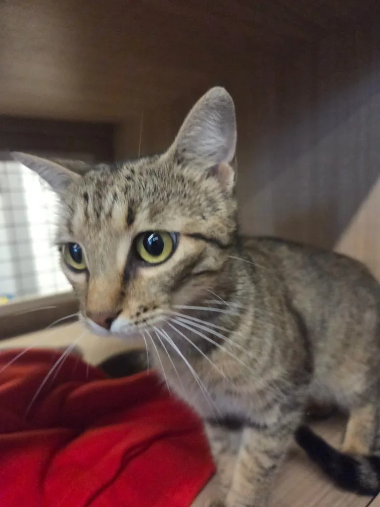A young large-sized female Domestic Short Hair cat named Tiana for adoption in Bossier City, LA