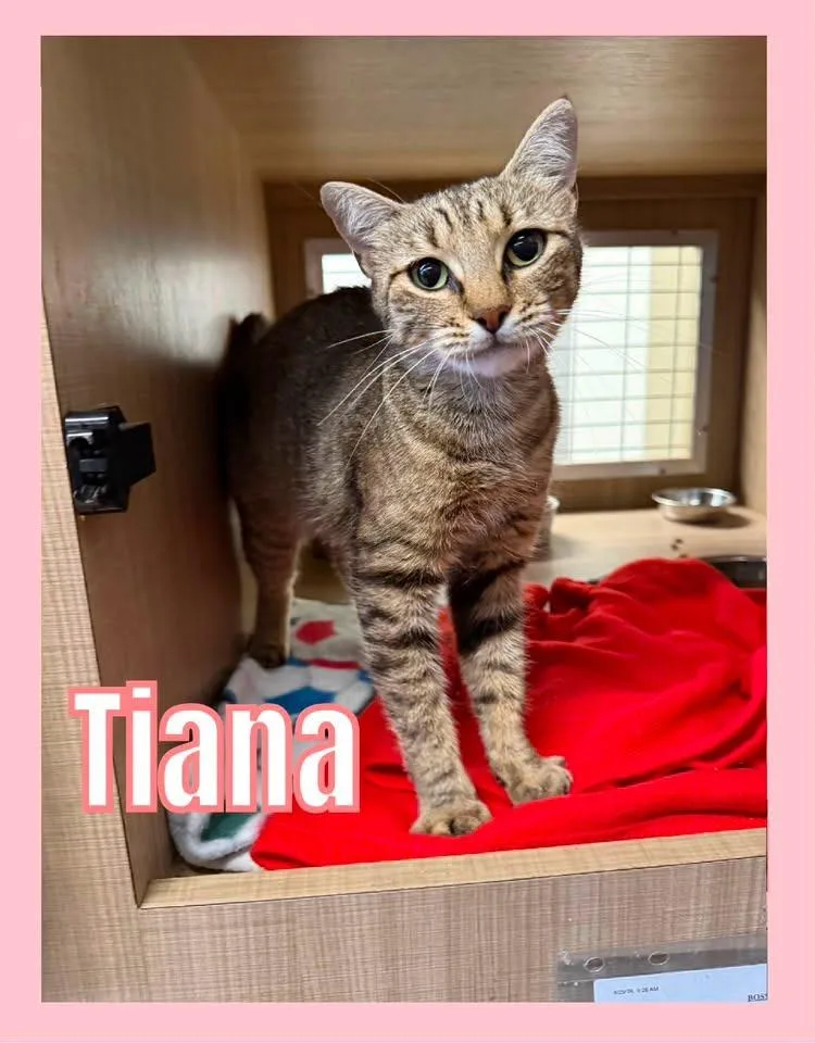 Tiana thumbnail 2