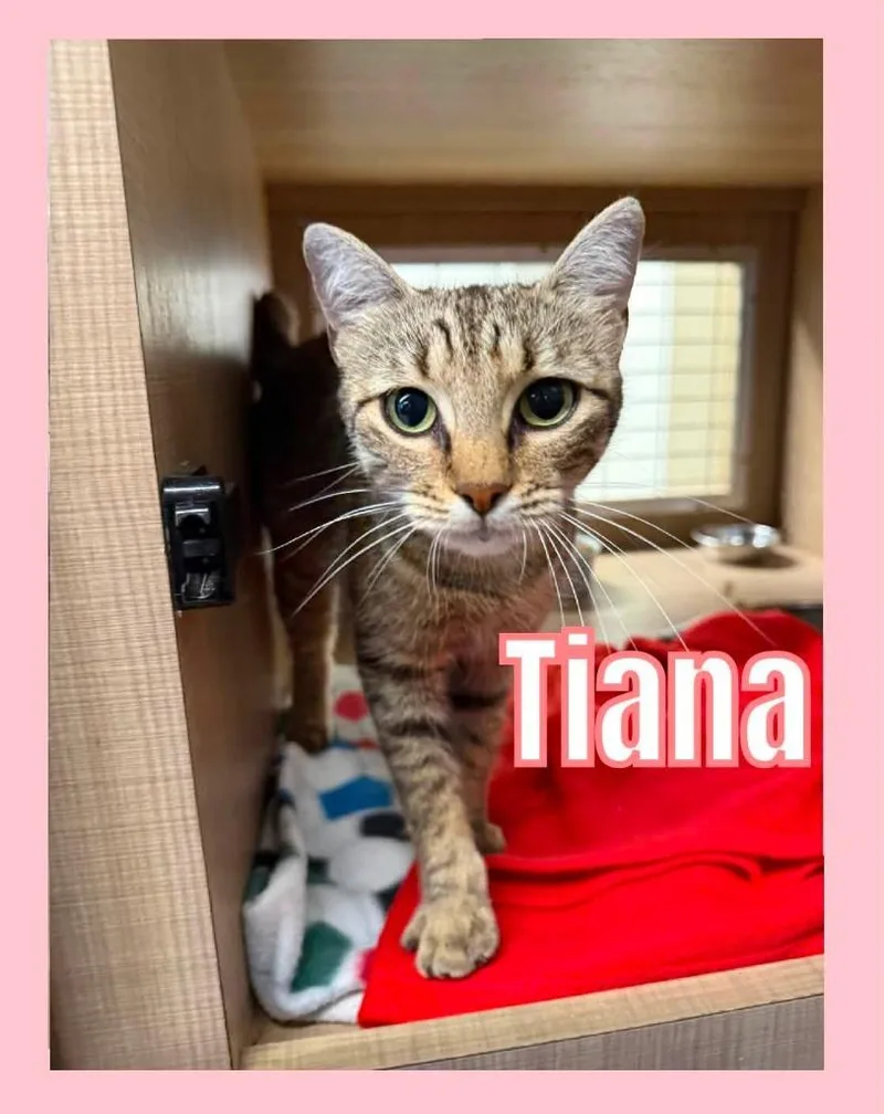 Tiana thumbnail 3