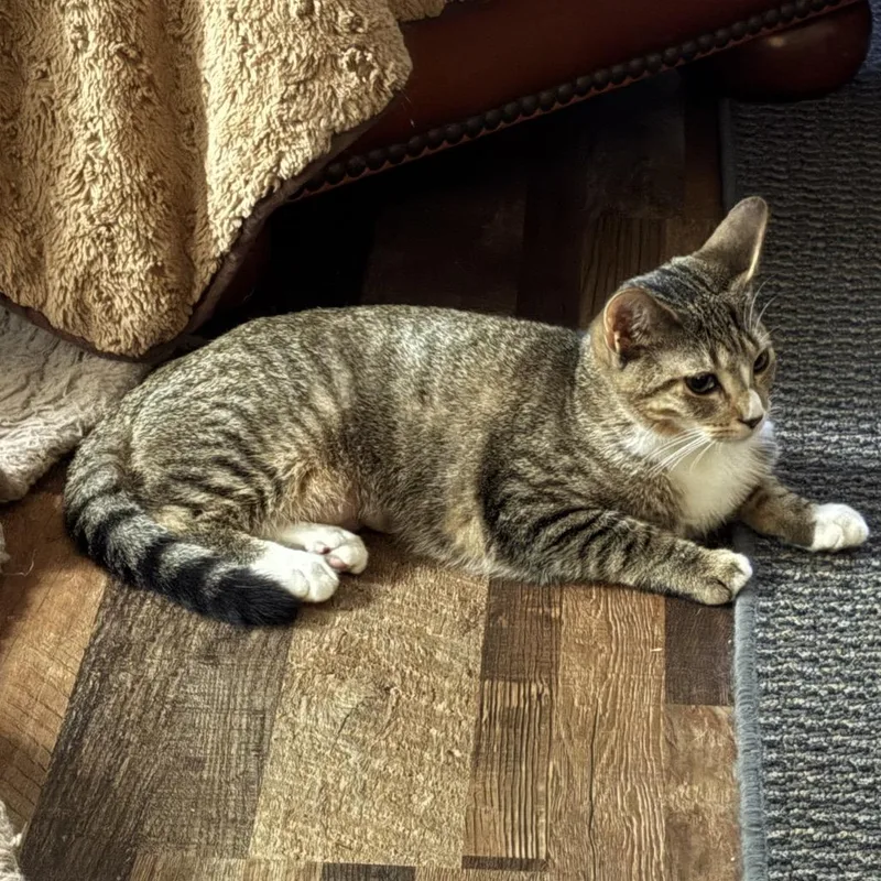 A baby small-sized female Domestic Short Hair cat named Henna for adoption in Inwood, WV
