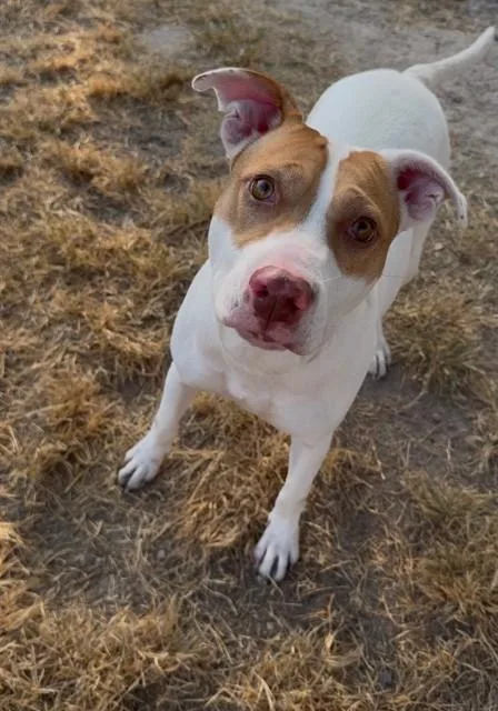 A young medium-sized female Pit Bull Terrier dog named Mellie for adoption in Conroe, TX