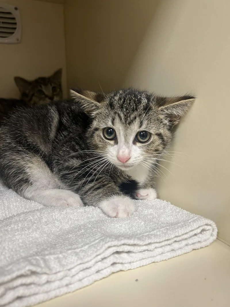 A young medium-sized male Domestic Short Hair cat named Texas for adoption in Lancaster, PA