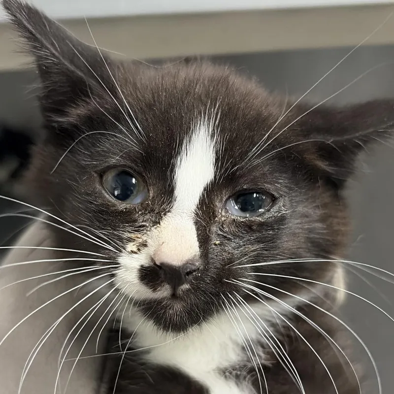 A baby small-sized female Black Domestic Short Hair cat named Maya for adoption in Summerville, SC
