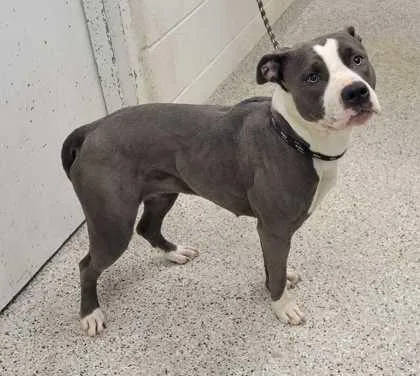 An adult large-sized female Gray / Blue / Silver Pit Bull Terrier dog named Kia for adoption in Kansas City, MO