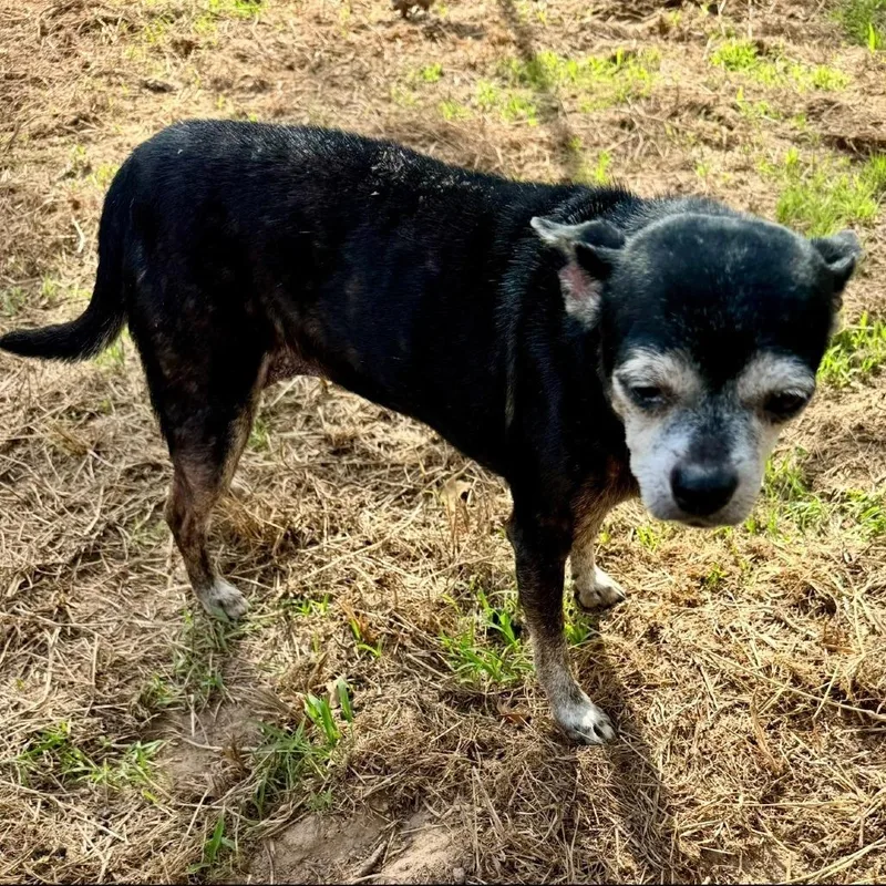 A senior small-sized female Chihuahua dog named Ella for adoption in Bastrop, TX
