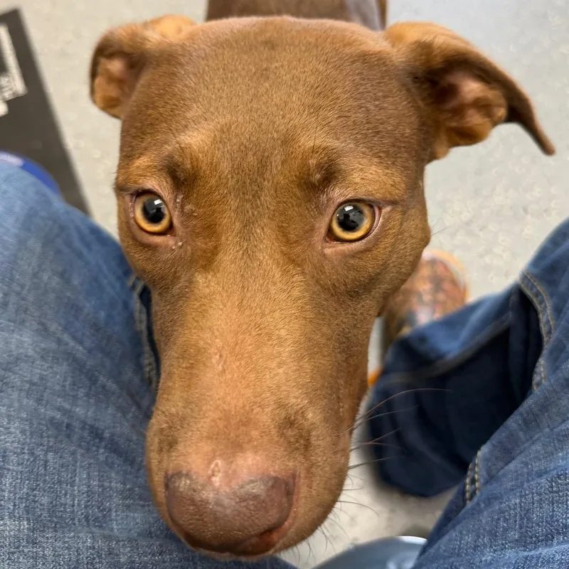 An adult medium-sized female Brown / Chocolate Chocolate Labrador Retriever dog named Rosey for adoption in Bronson, FL