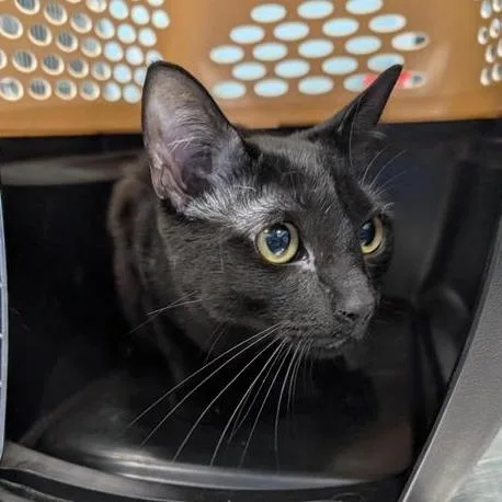 An adult large-sized male Brown / Chocolate Domestic Short Hair cat named Dracula for adoption in Greensboro, NC