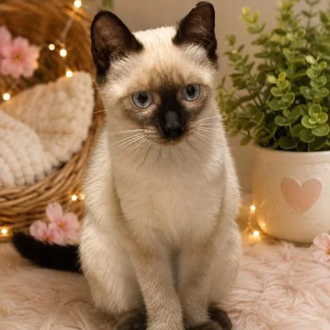 A baby small-sized female White Snowshoe cat named Miny for adoption in debary, FL