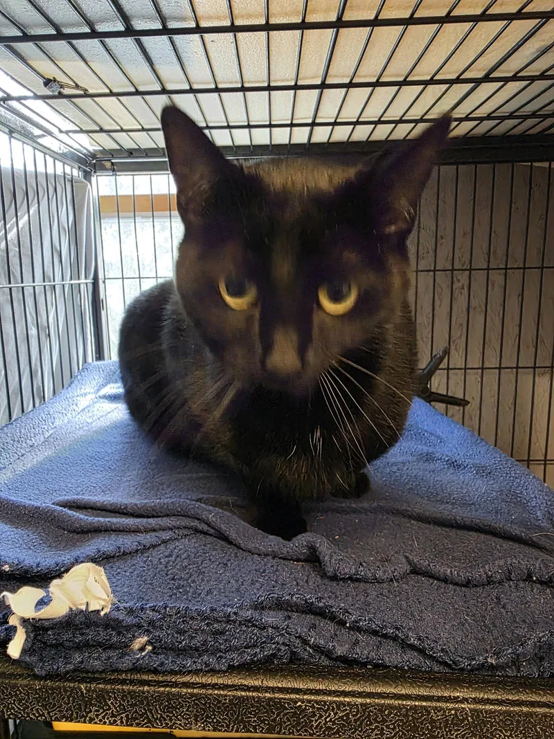 A baby medium-sized female Domestic Short Hair cat named Taylor Ham for adoption in Trenton, NJ