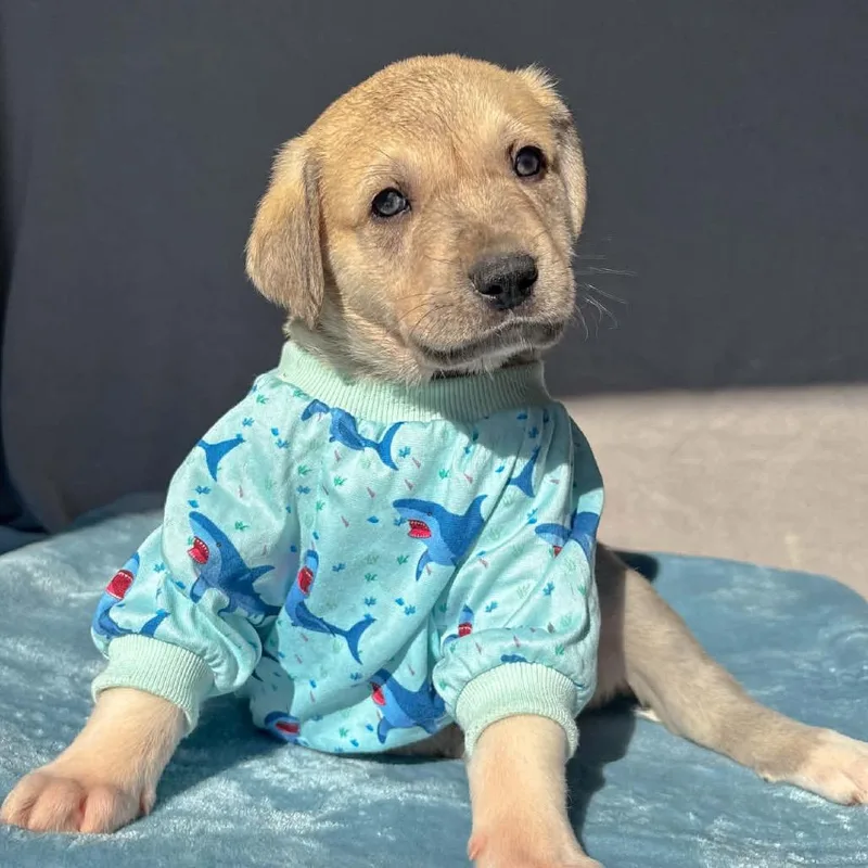A baby large-sized male Brown / Chocolate Anatolian Shepherd dog named Collin for adoption in St. Peters, MO