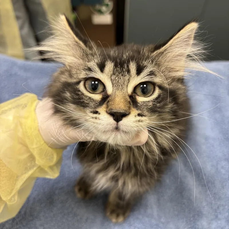 A baby small-sized male Domestic Long Hair cat named Yew for adoption in Evanston, IL