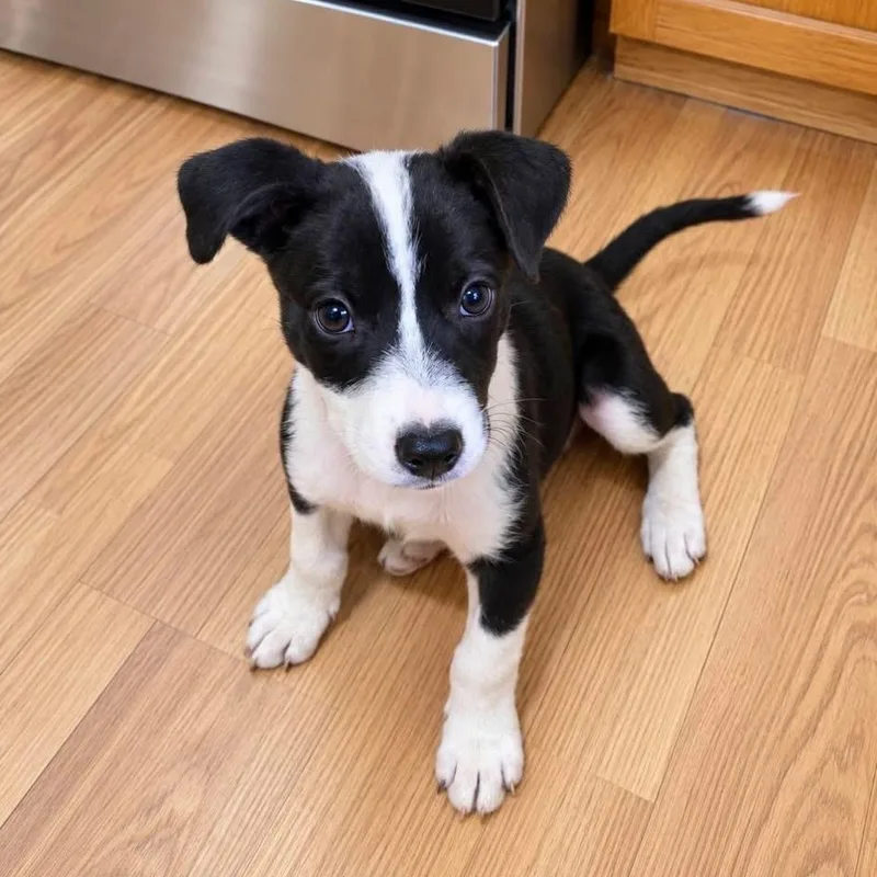 A baby medium-sized male Black Mixed Breed dog named Echo for adoption in Brewton, AL
