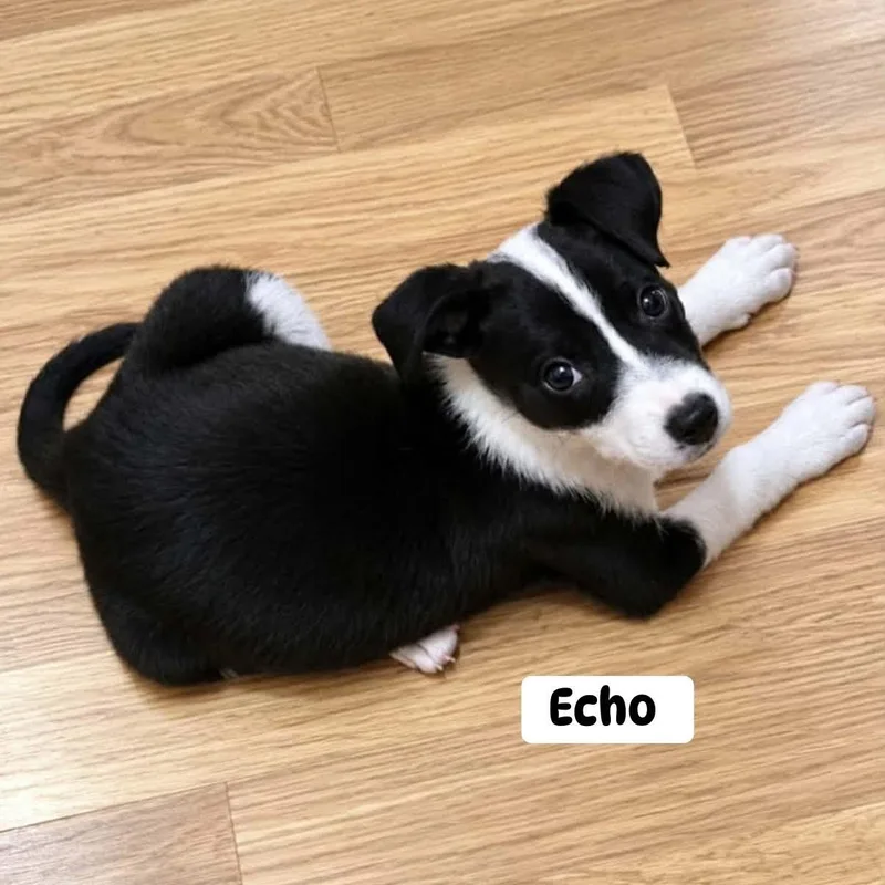 Echo thumbnail 2