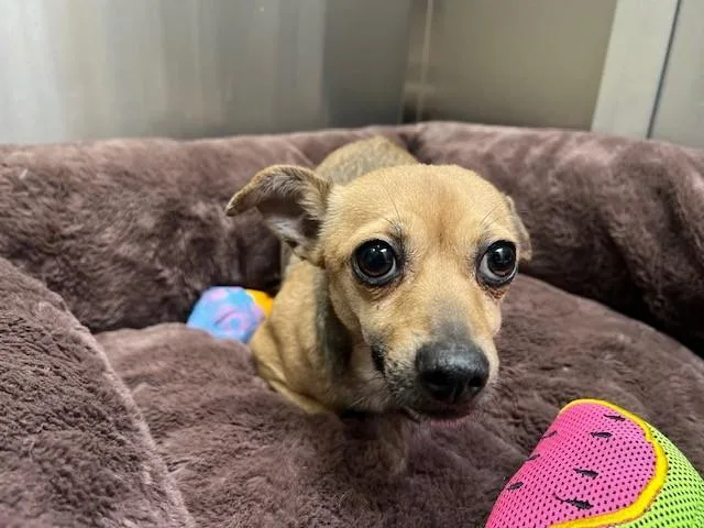 An adult small-sized female Chihuahua dog named Fendi for adoption in Denver, CO