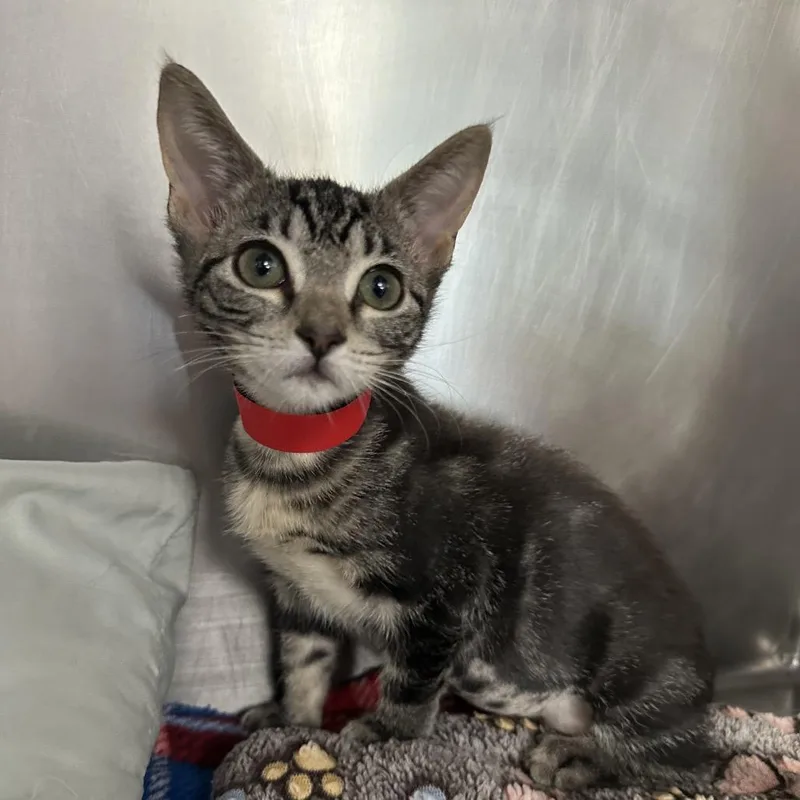 A young large-sized female Black Domestic Short Hair cat named Pipsqueak for adoption in West Palm Beach, FL
