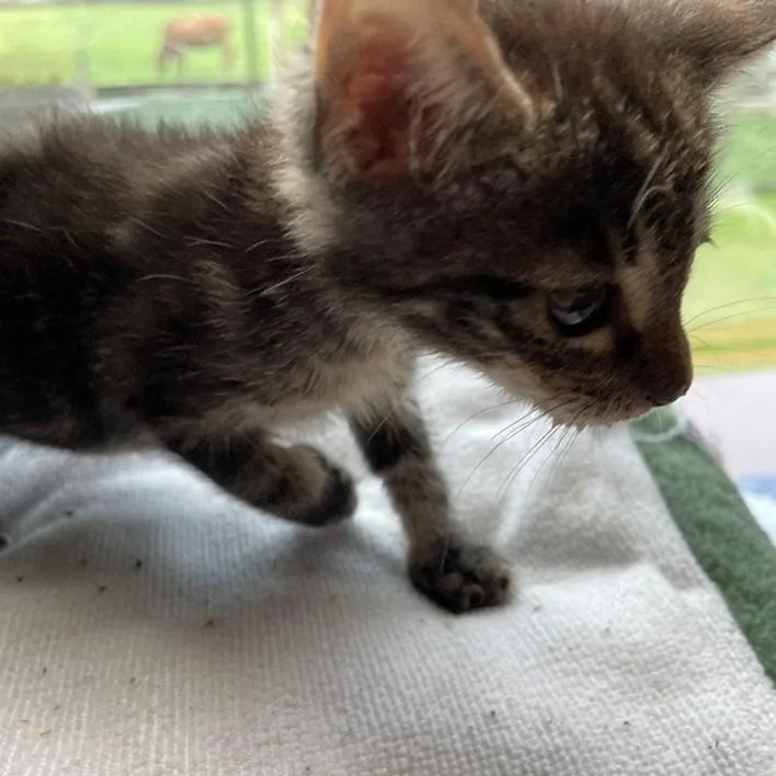 Pipsqueak thumbnail 2