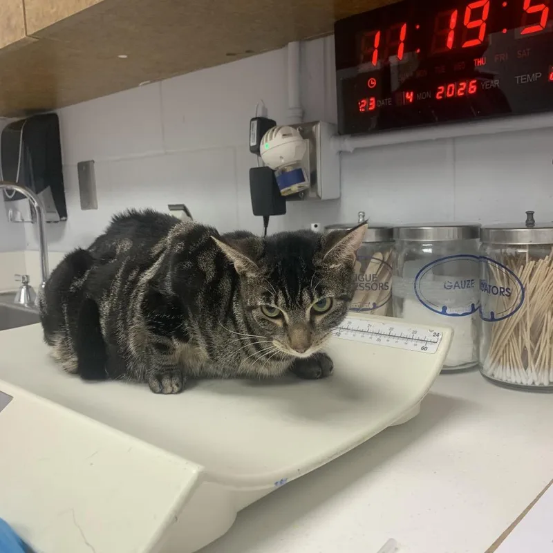 Pipsqueak thumbnail 3