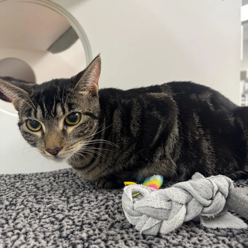 Pipsqueak thumbnail 4