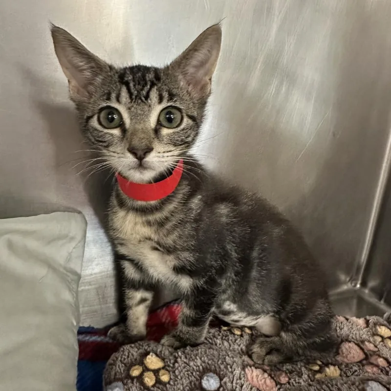 Pipsqueak thumbnail 5