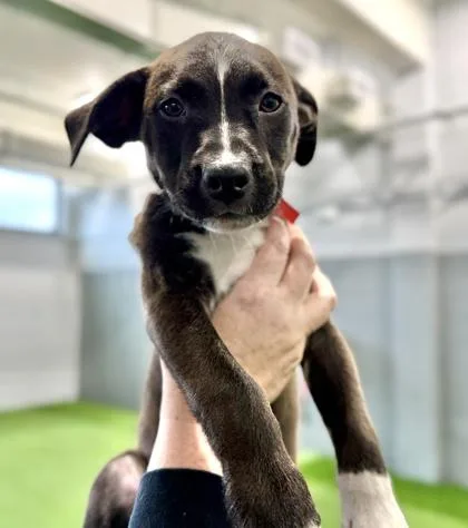 A baby medium-sized male Mixed Breed dog named Lasagna for adoption in West Chester, PA