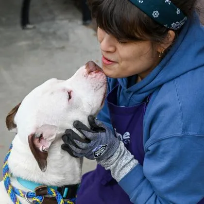An adult large-sized male Mixed Breed dog named Poseidon for adoption in Chamblee, GA