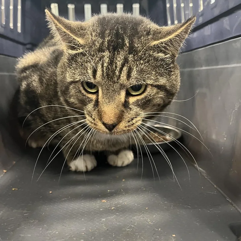 A senior large-sized male Domestic Short Hair cat named Mellow for adoption in Greensboro, NC