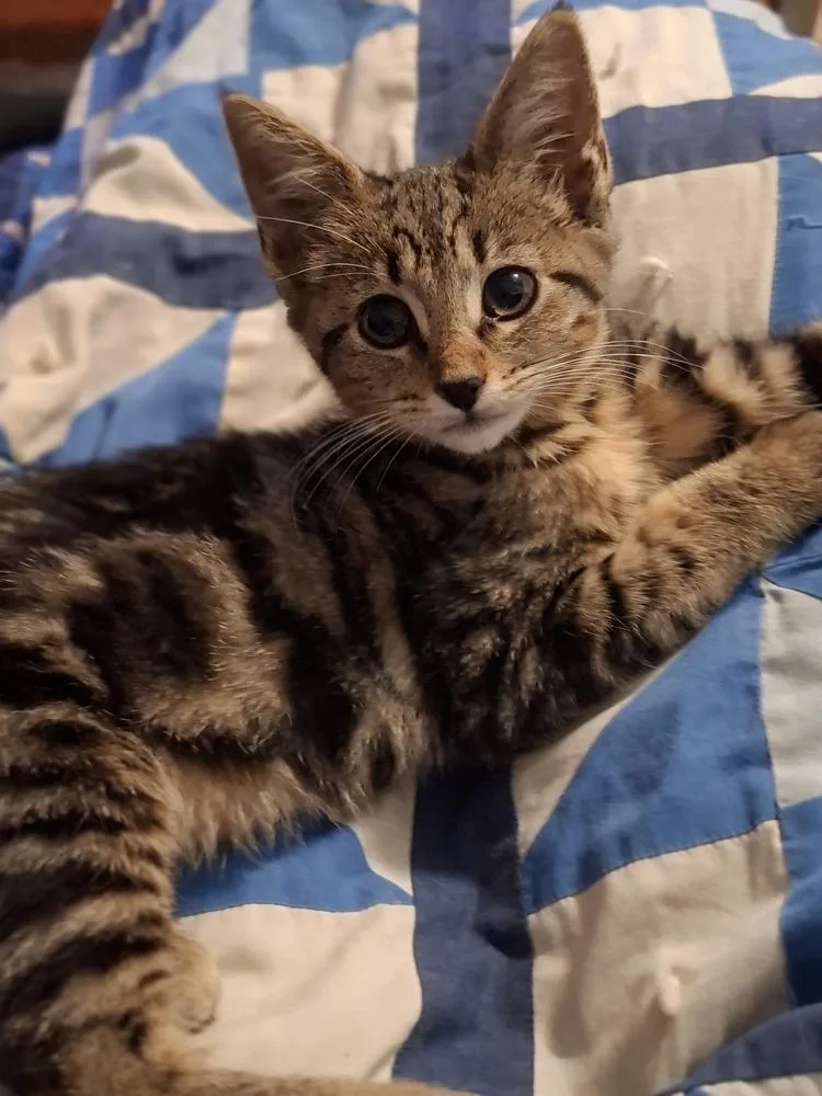 A baby small-sized female Brown / Chocolate Domestic Short Hair cat named Licorice for adoption in Lewisburg, TN
