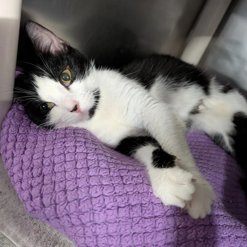 Houndour thumbnail 2