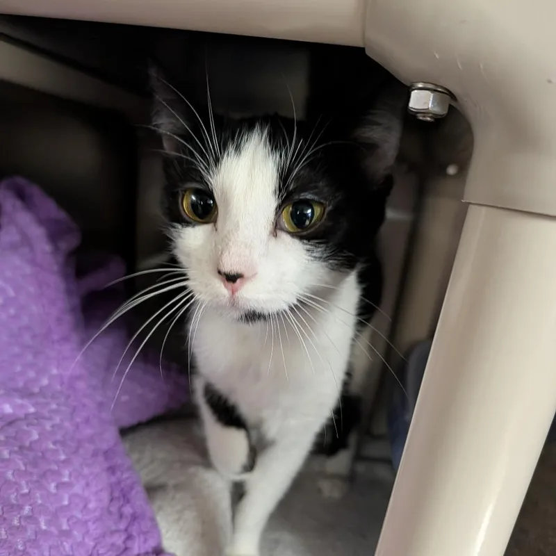 Houndour thumbnail 3